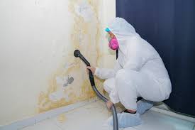 Best Black Mold Removal  in Sandia Knolls, NM